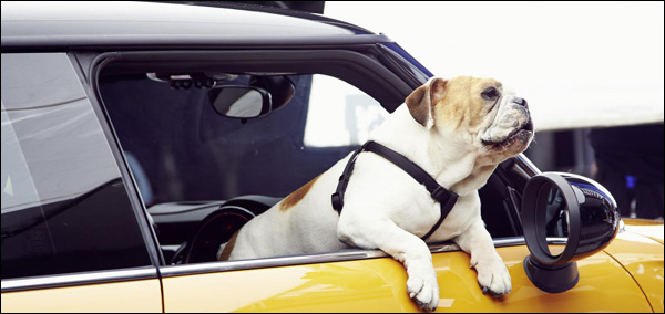 MINI Cooper 2014 Marketing Campaign Bulldog